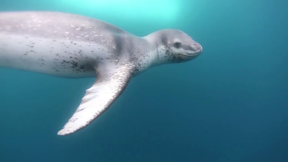 L’Antarctique en Apnée