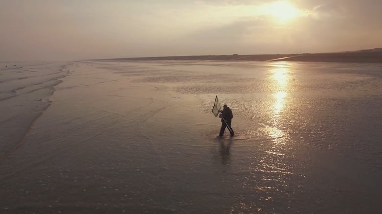 Pêche à pied – La crevette