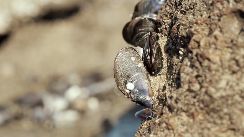 Pêche à pied – La moule