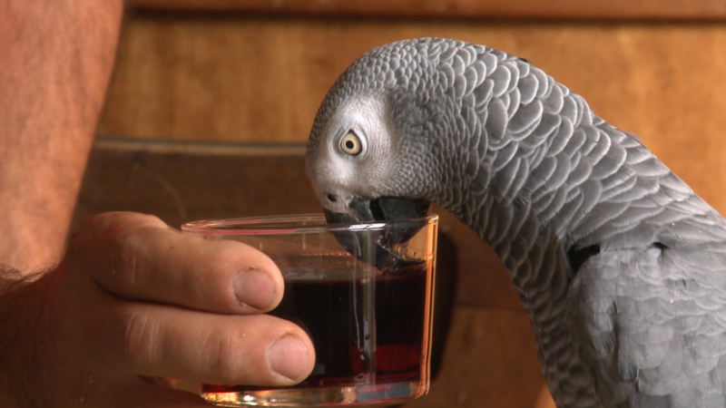 Ils sont des Nôtres ! Les Animaux et l’Alcool