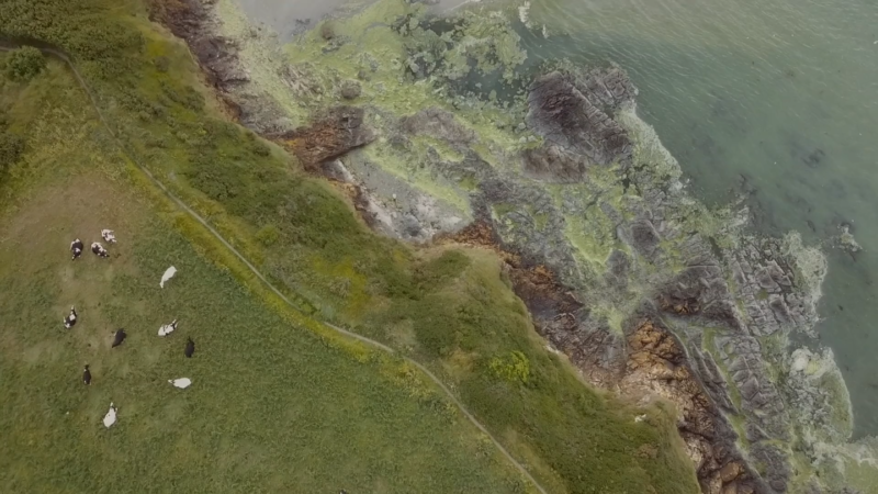 Algues vertes, le littoral empoisonné